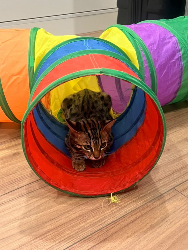 Azula - Ward 14, Ho Chi Minh City