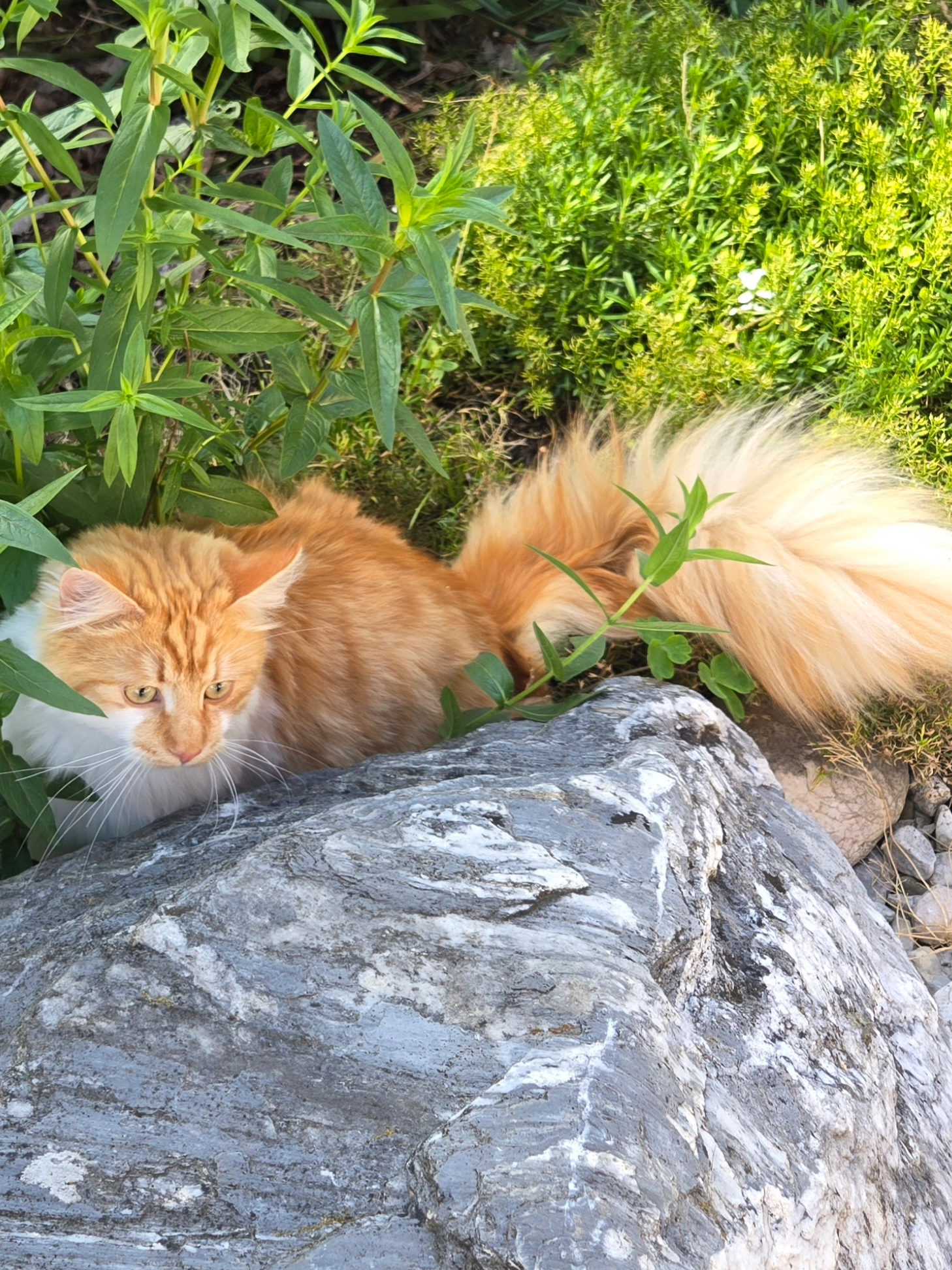 Sammy - Bergstraße, Hallwang