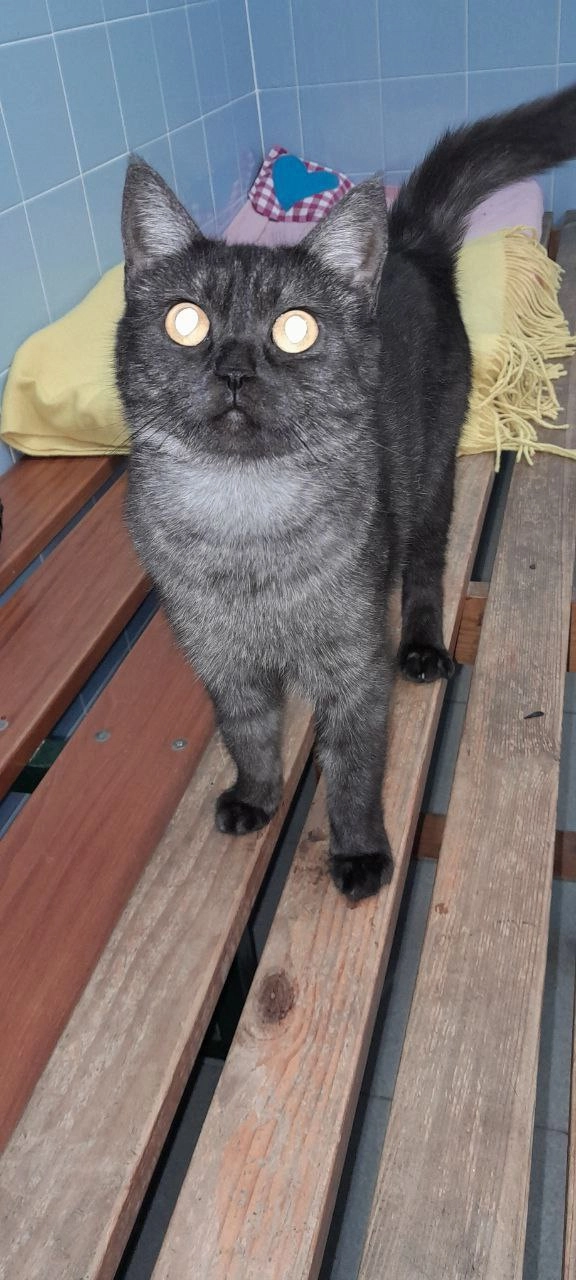 Cat name : Lulu - Praça Eduardo Mondlane 546, Lisboa