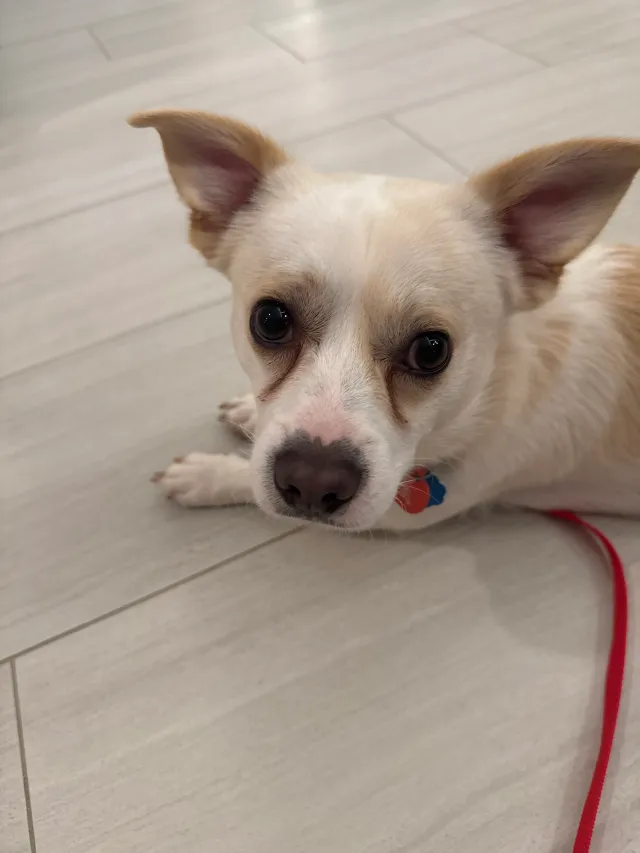 Found dog - 901 Saint Albans Dr, Raleigh