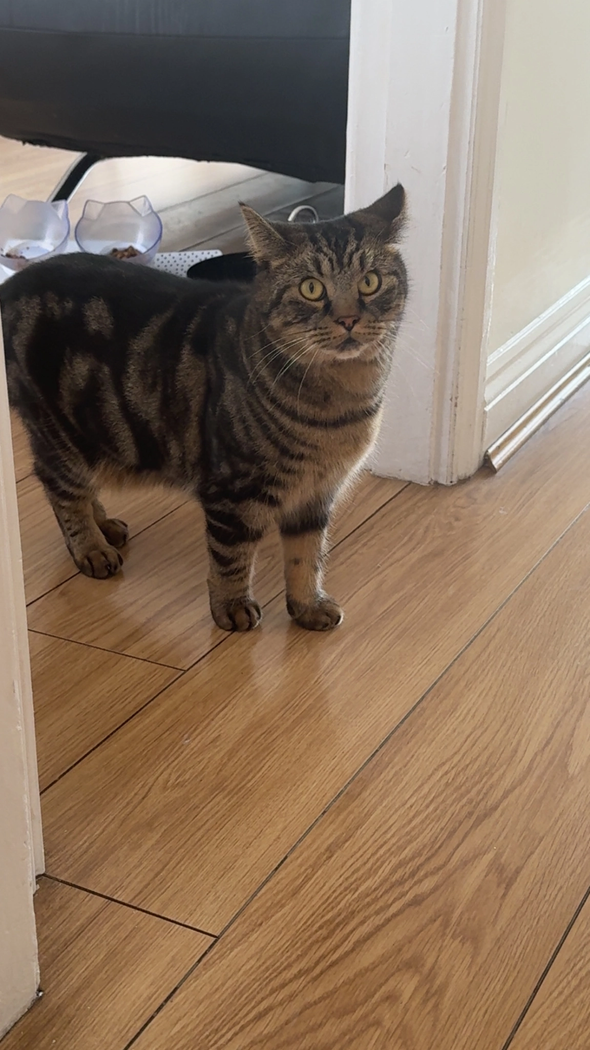 Chico - Parkfield Drive, Hull