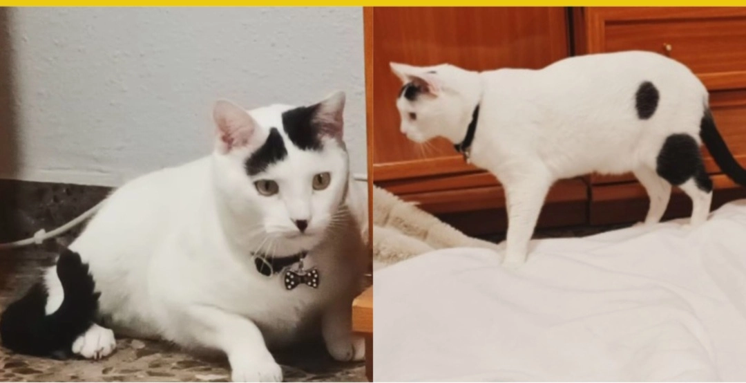 Elvis - Calle Antonio Machado, Enguera (Valencia)