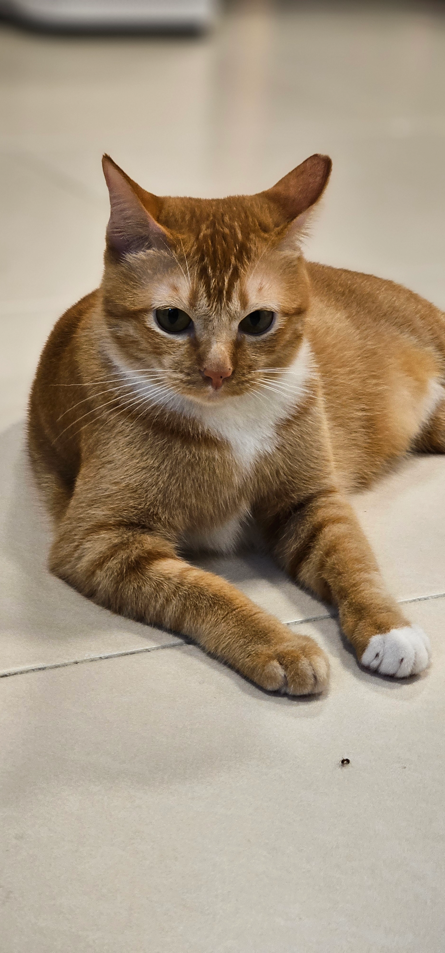 Meimei - 81000, Kulai