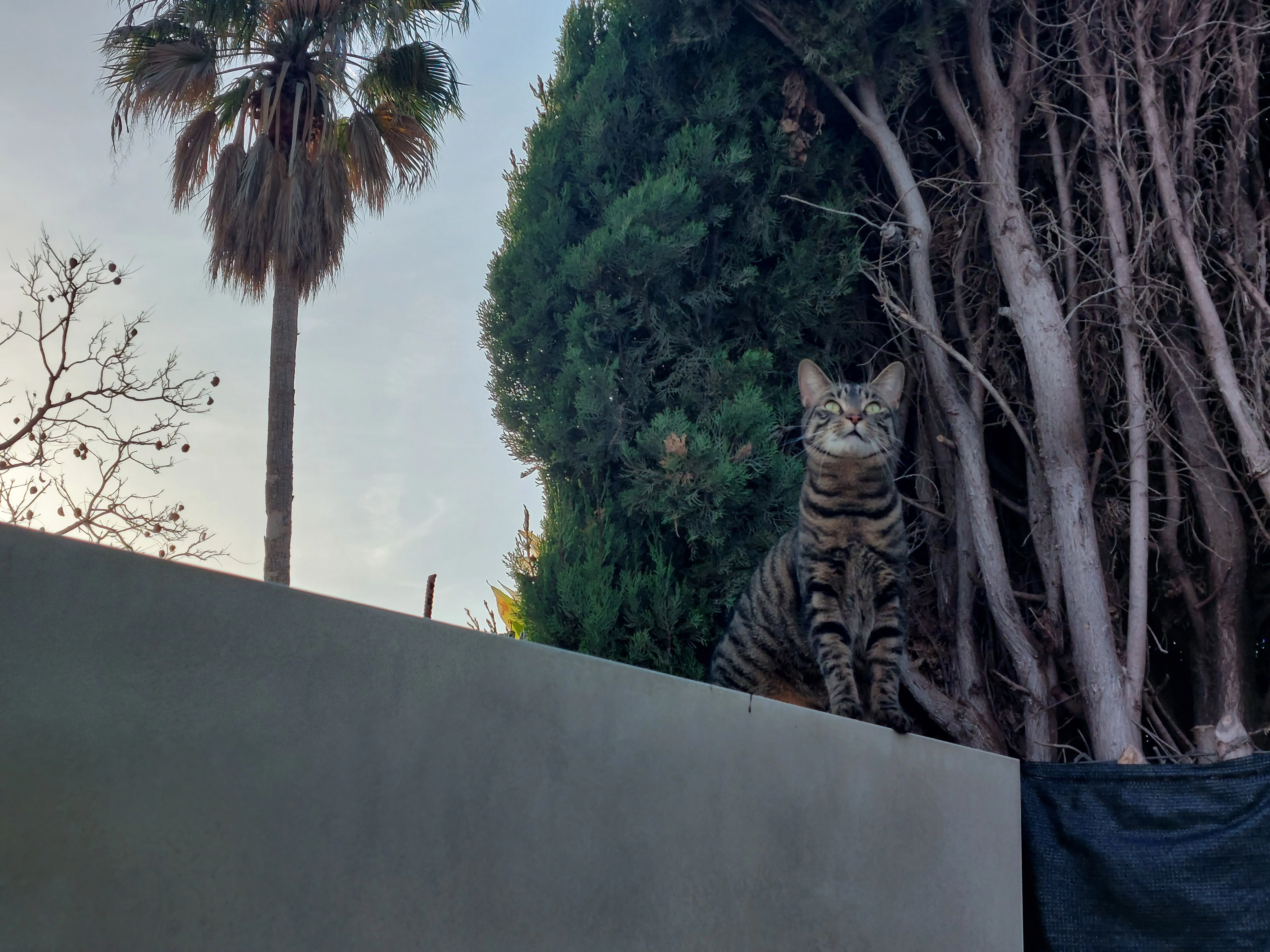 Nala - Carrer Mare Nostrum, L'Eliana