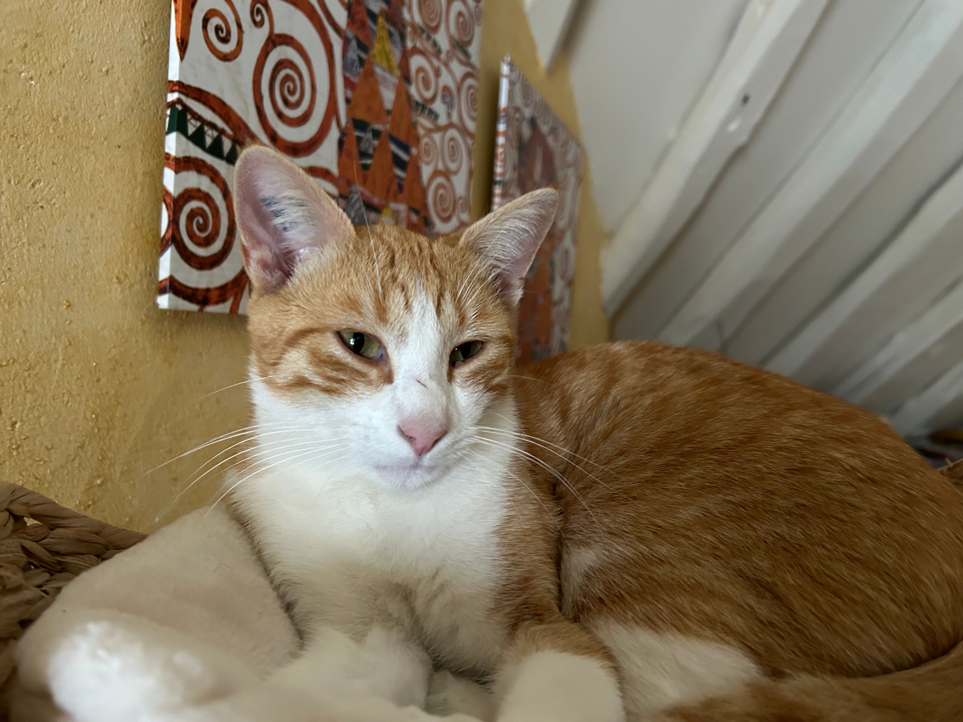 Chatounet - 28 Rue de la Marne, Boulages