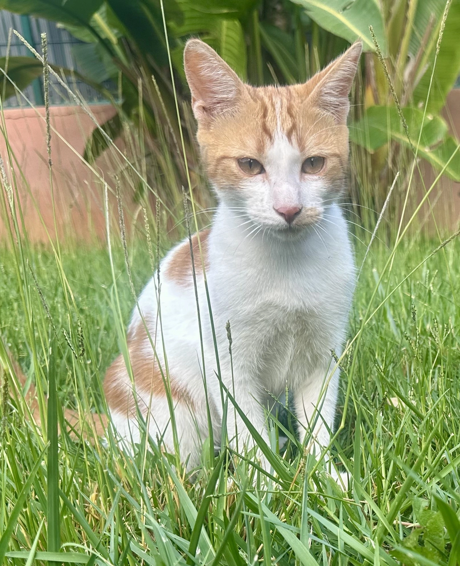 Ajax - Rue Armand Metz, Hyères