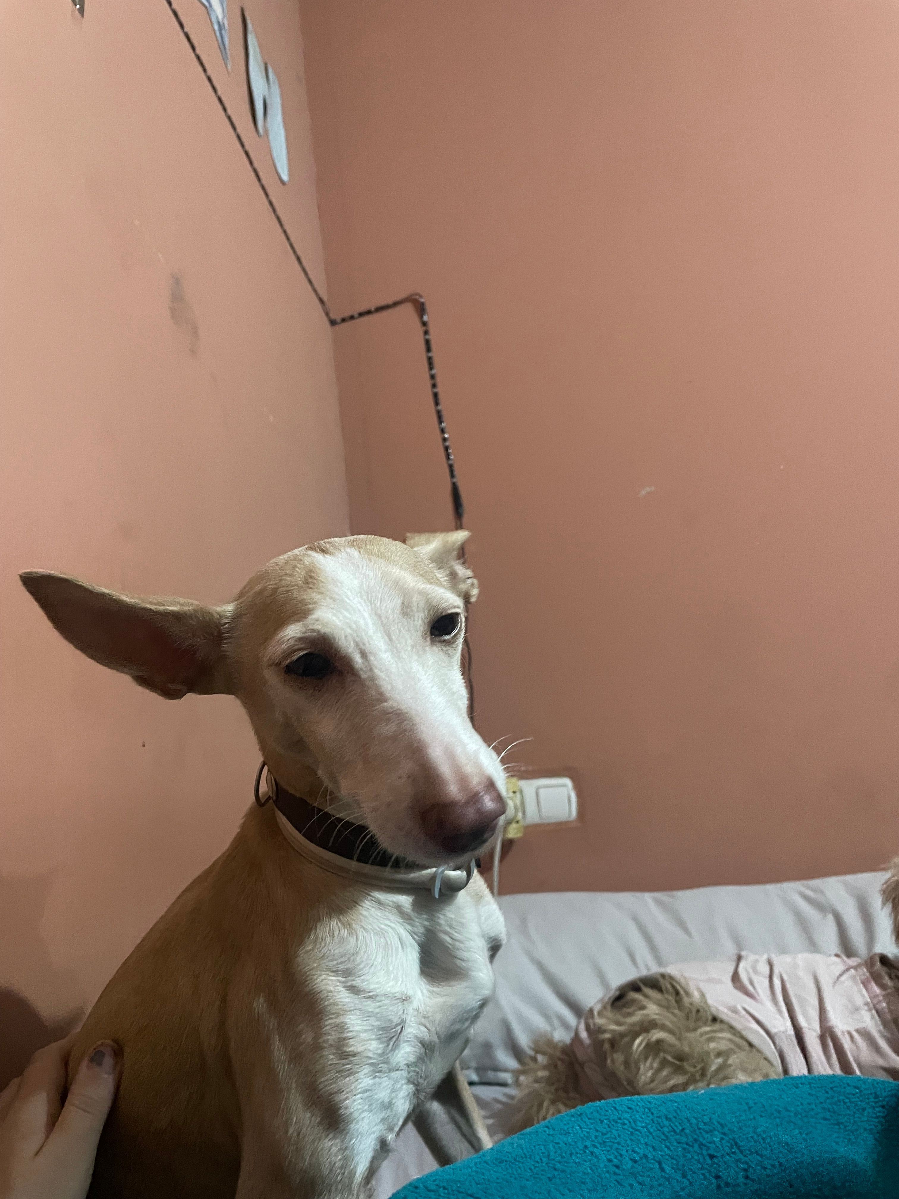 Luna - Calle de San Felipe, Cabezuela del Valle