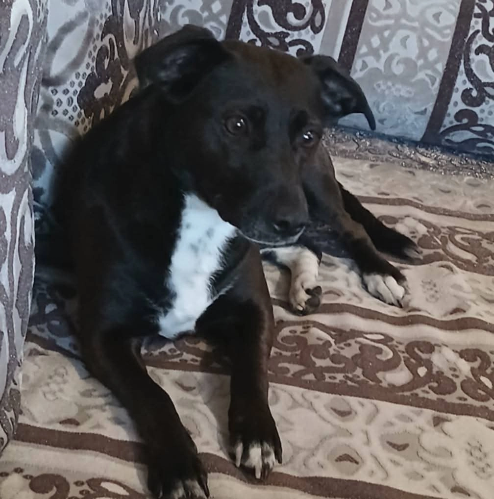 Poppy - 1 Rue de Grosseville, Vinneuf