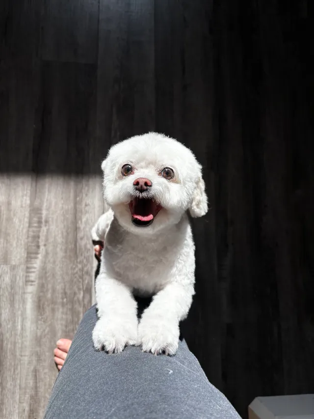 Daisy - 3838 Pato Ln, Oakley
