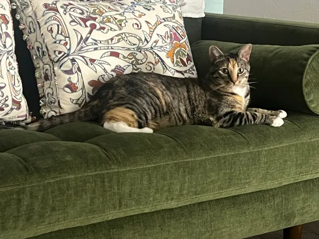 Leia  - North 7th Street, Colorado Springs