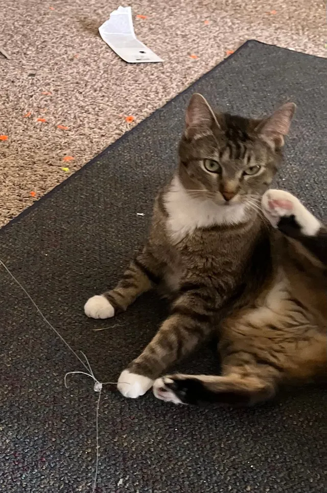 Chipped Name ia Stitch, Responds - 15th Street Southwest, Loveland