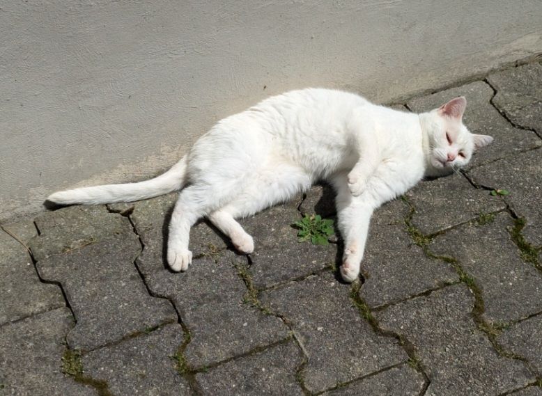 Saphira  - Schwester-Melania-Straße, Wangen im Allgäu