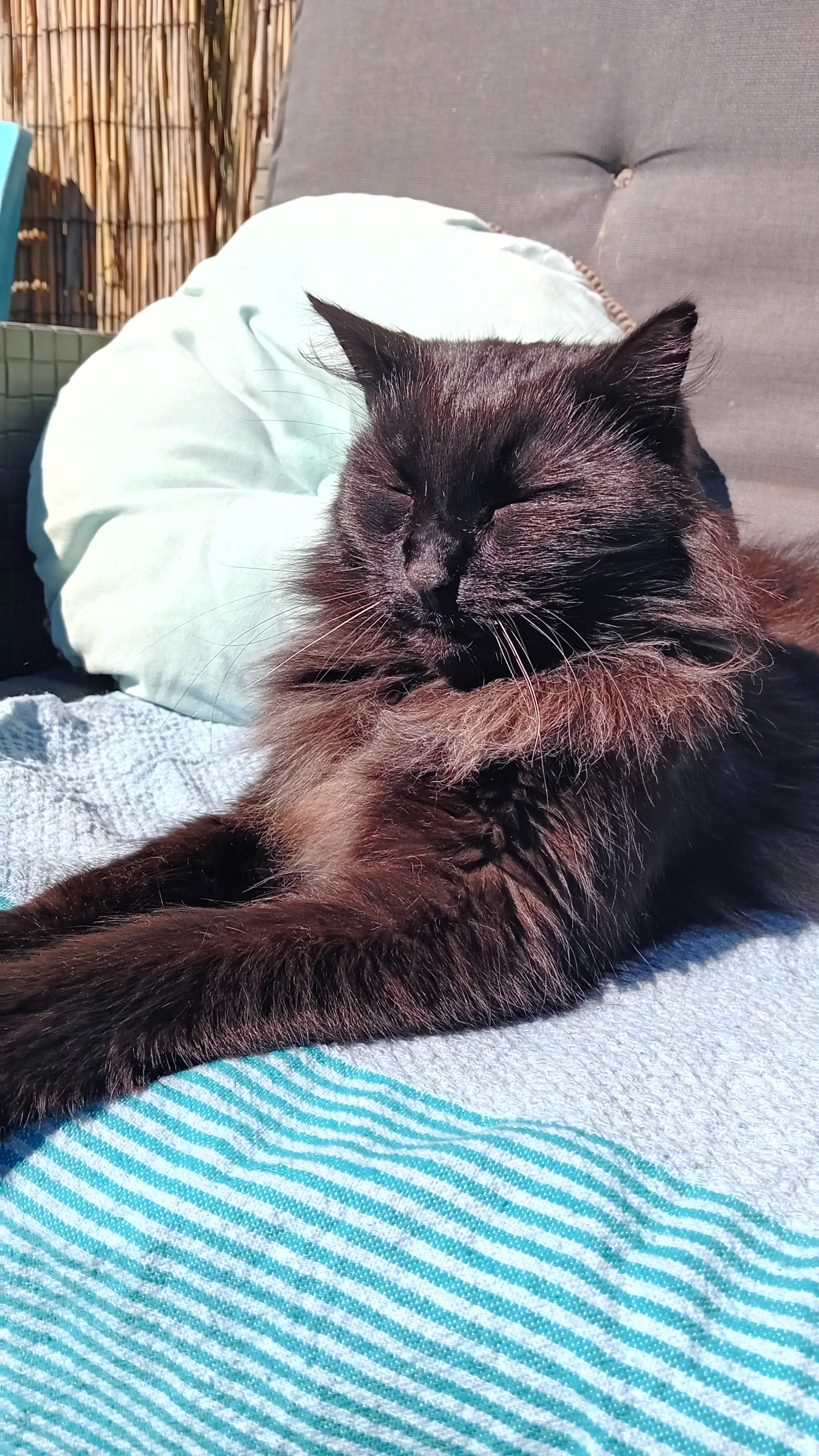 Dropje - Azorenstraat 15, Brugge