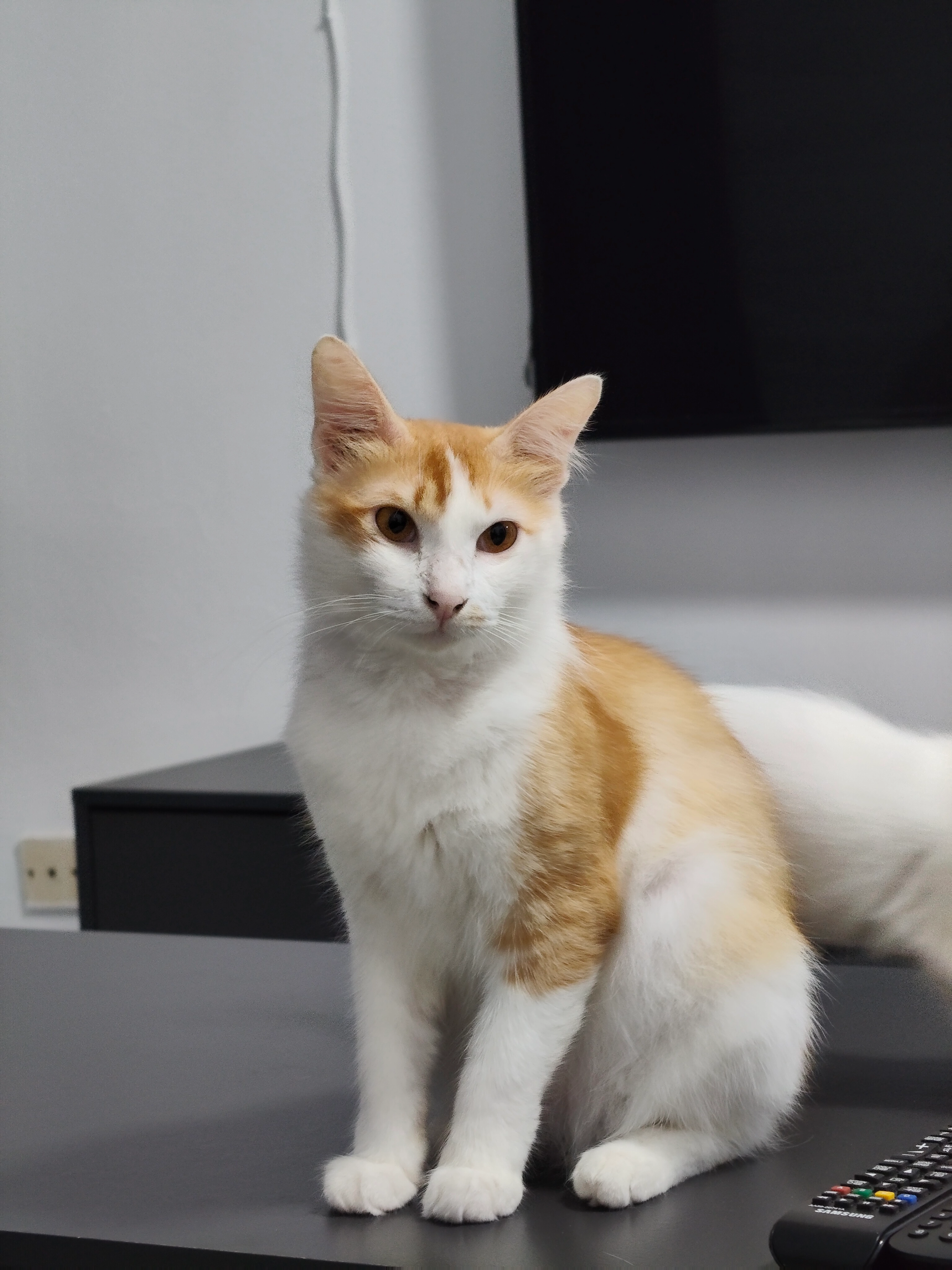 Hachikoo - 53100, Kuala Lumpur