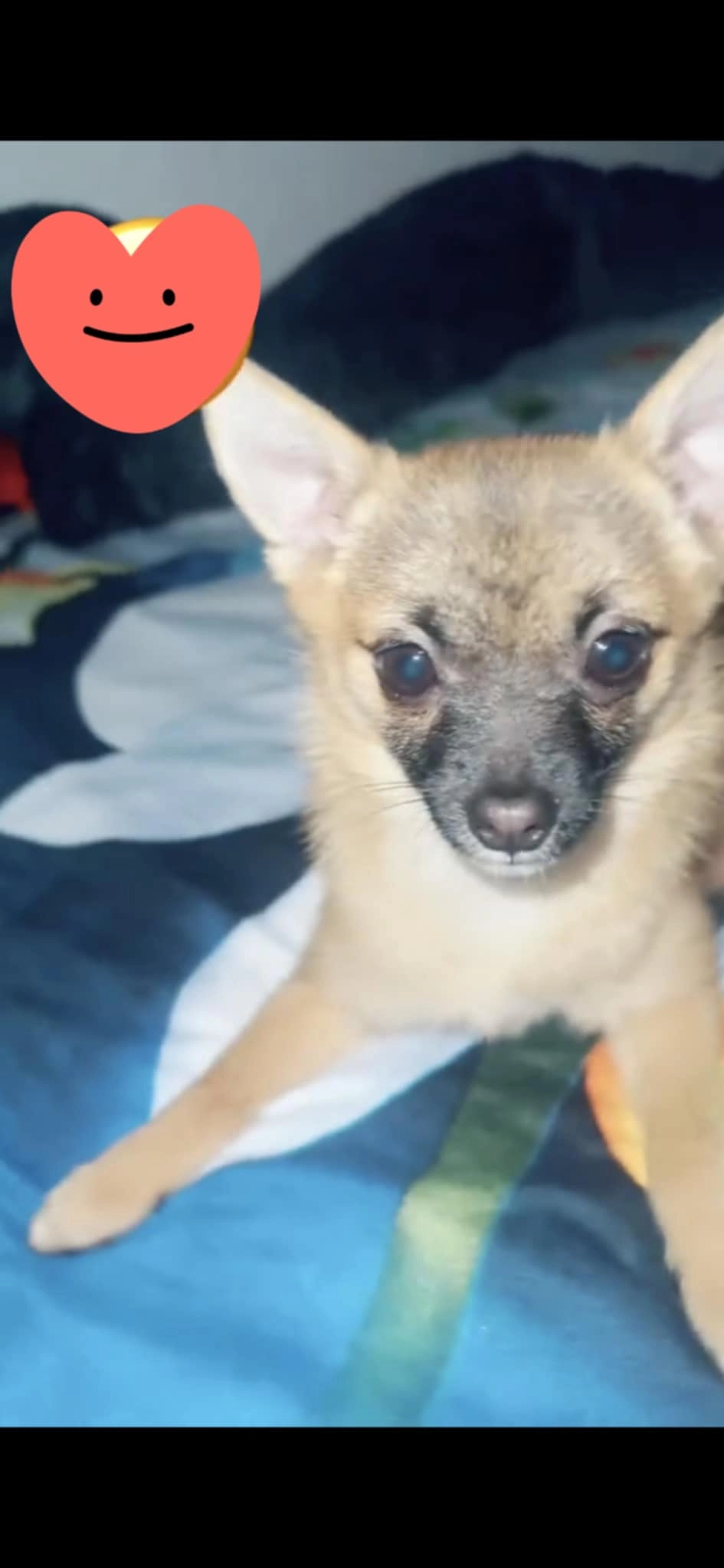 Puxi - Beijerstraat, Limburg