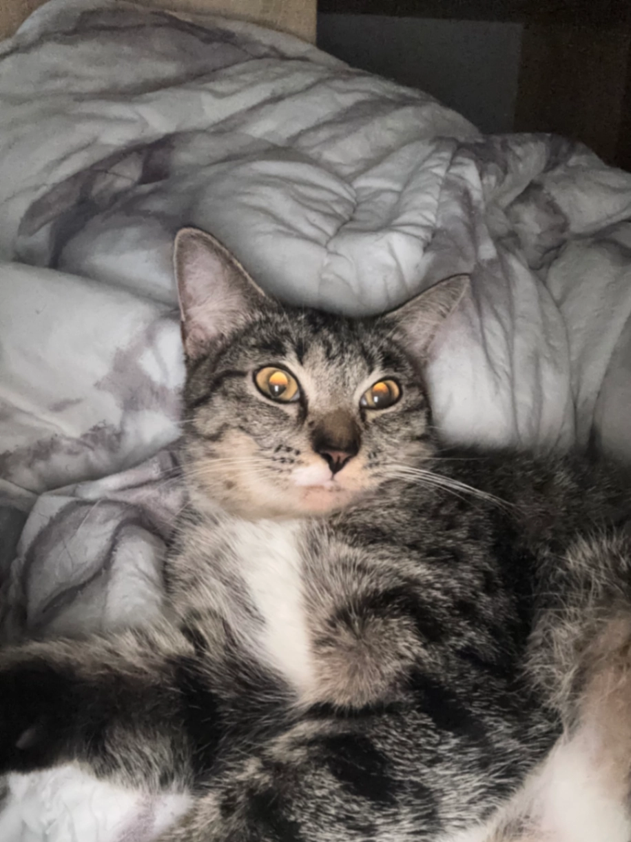 Ashy - Teck Whye Lane, Singapore