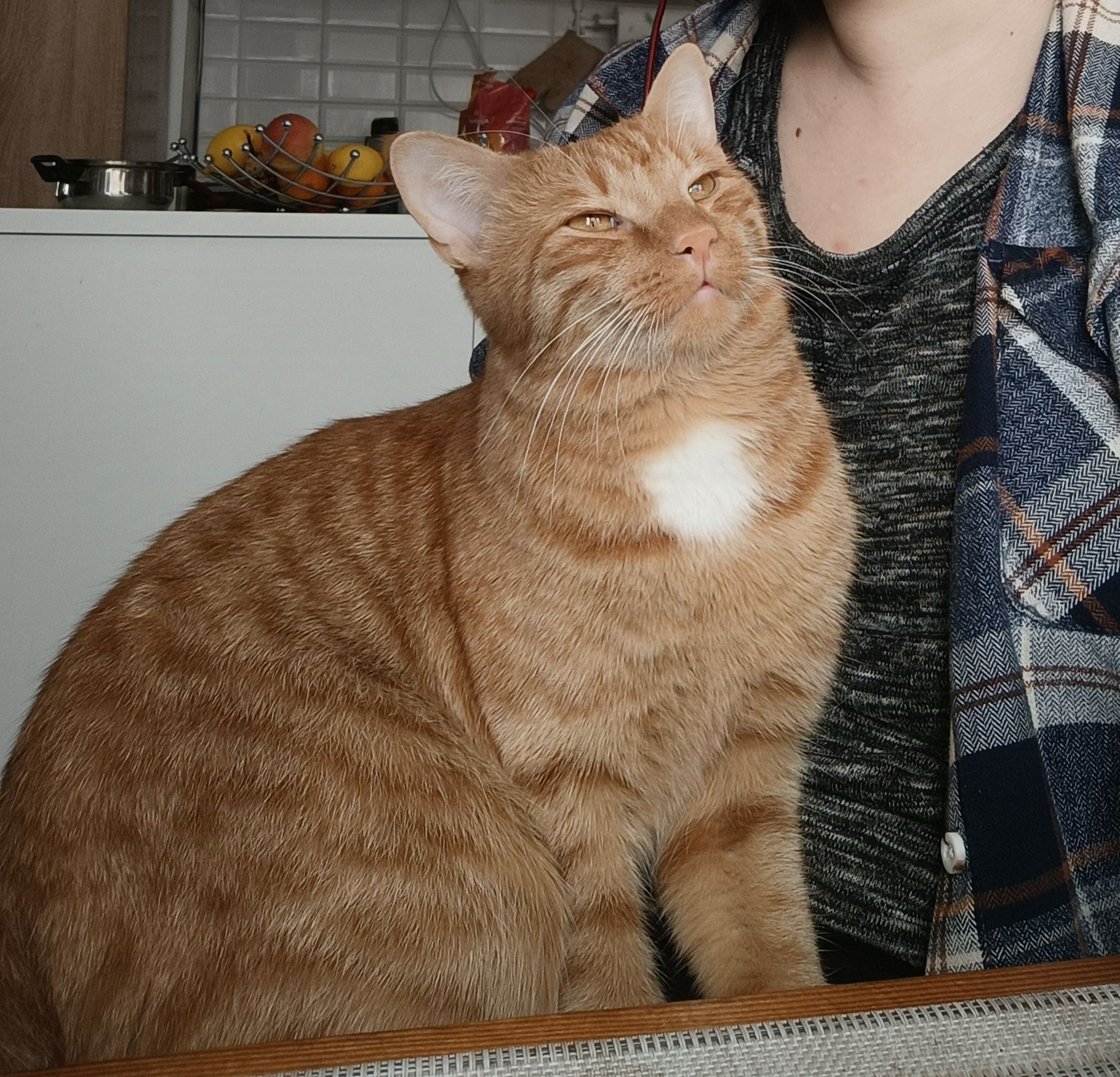 Pintyő - Columbus utca 69, Budapest