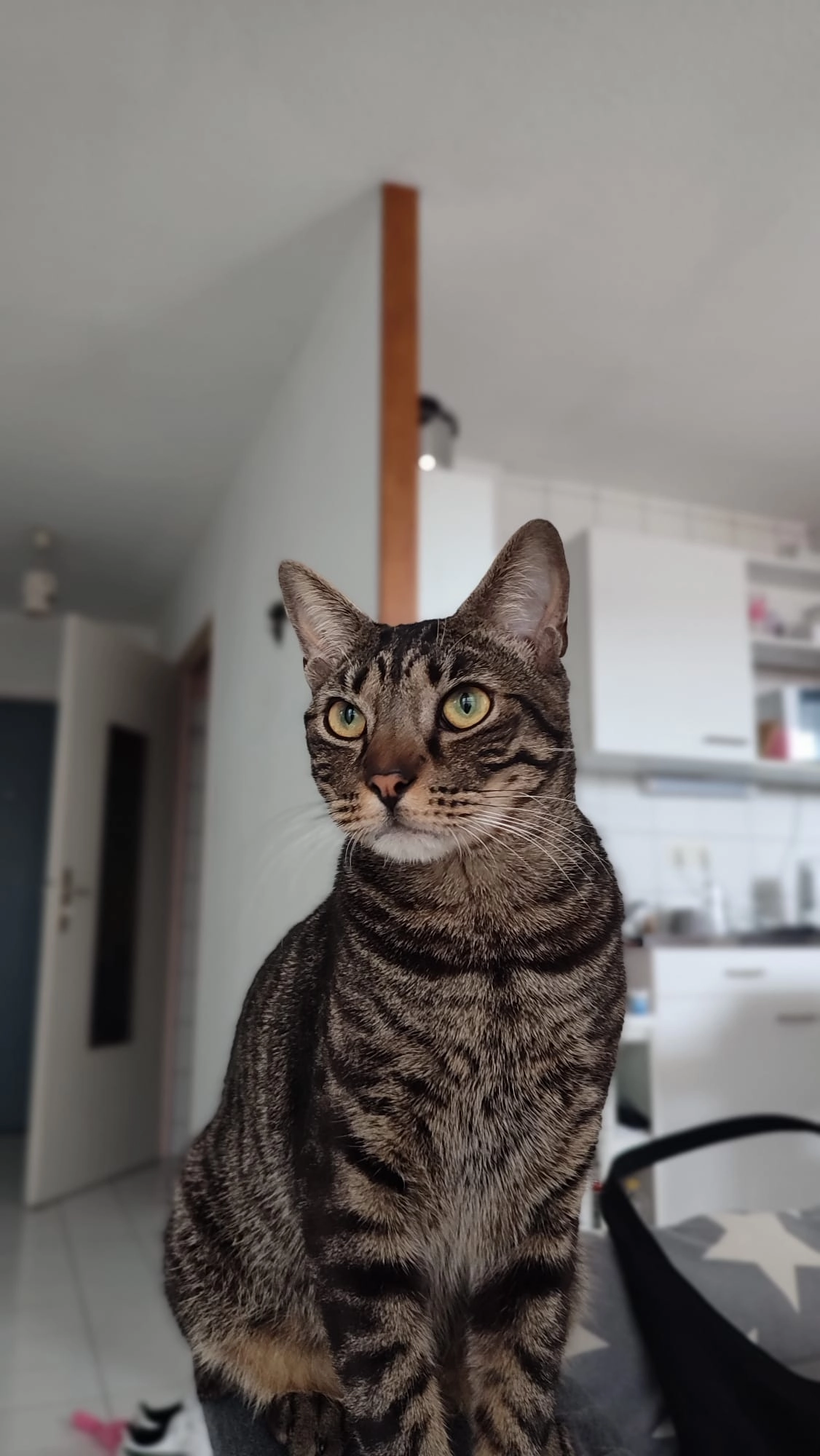 Zamy  - 356 Rue de la Motte Minsard, Olivet