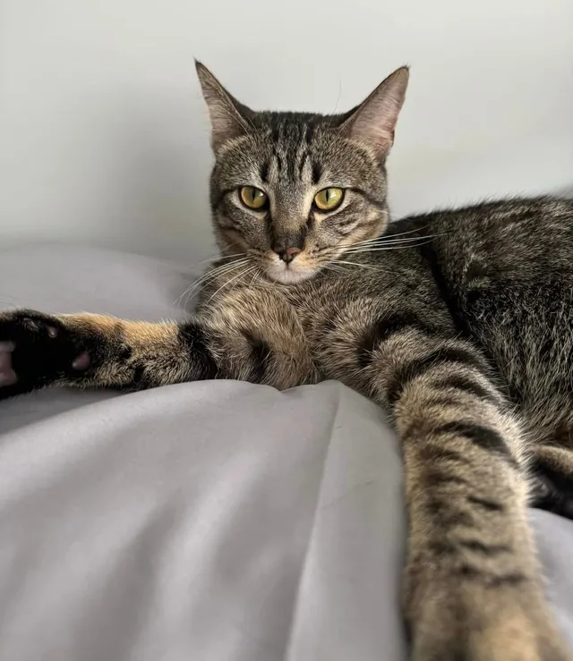 Ollie - Mackenzie Way, Lewisburg