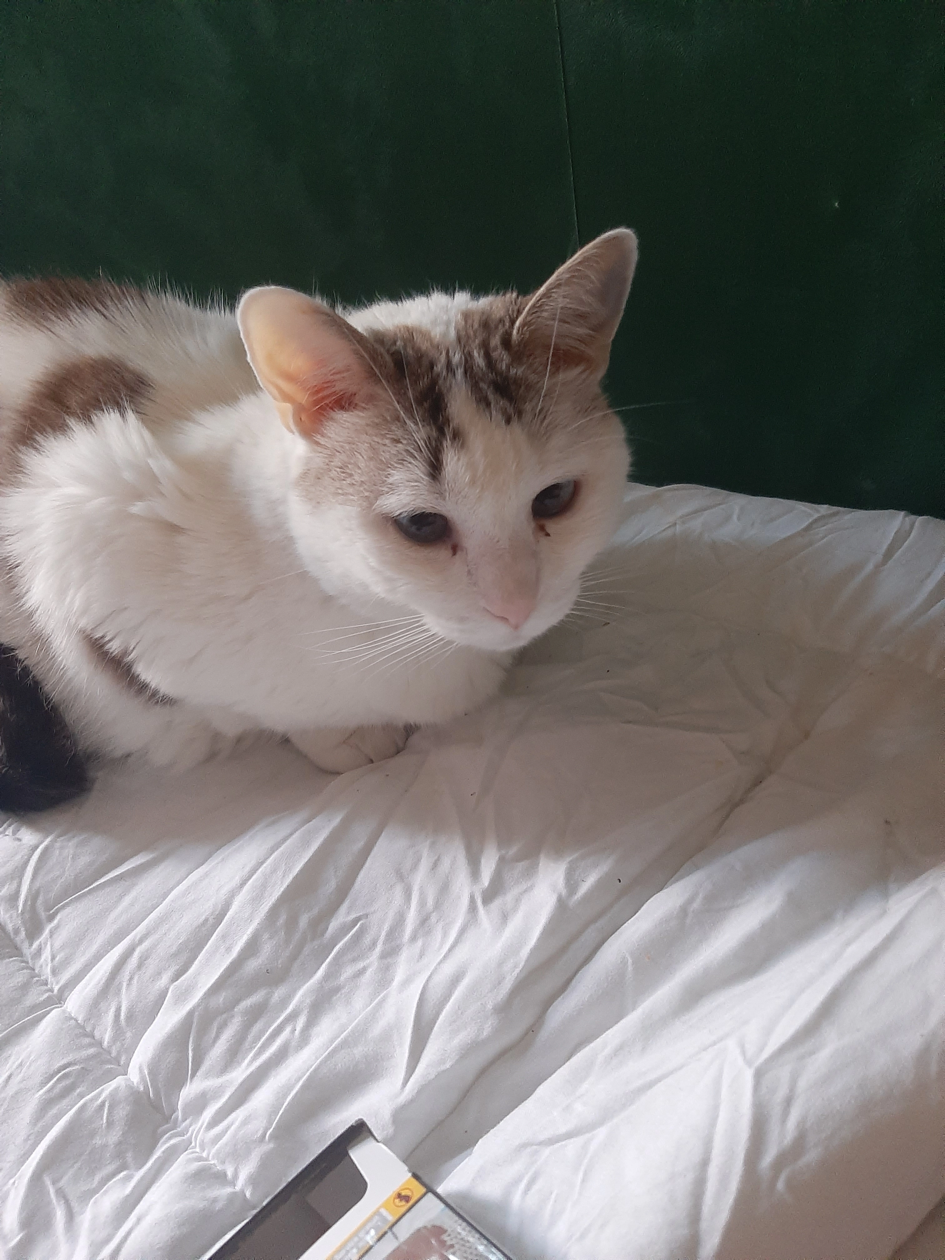 Diego  - Rue Maximilien Robespierre, Marsillargues