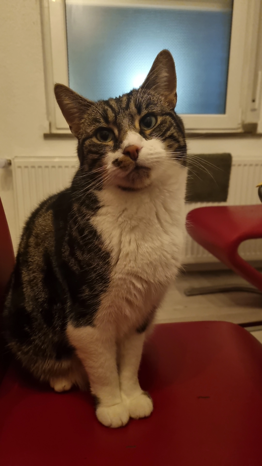 Pablo - Remigiusstraße, Viersen