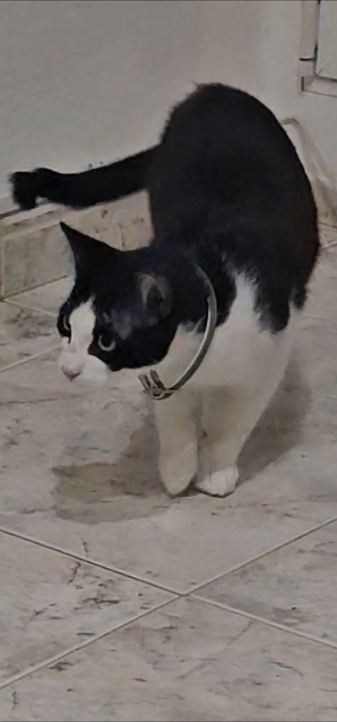 Simba - Carrer Tarragona, Artés