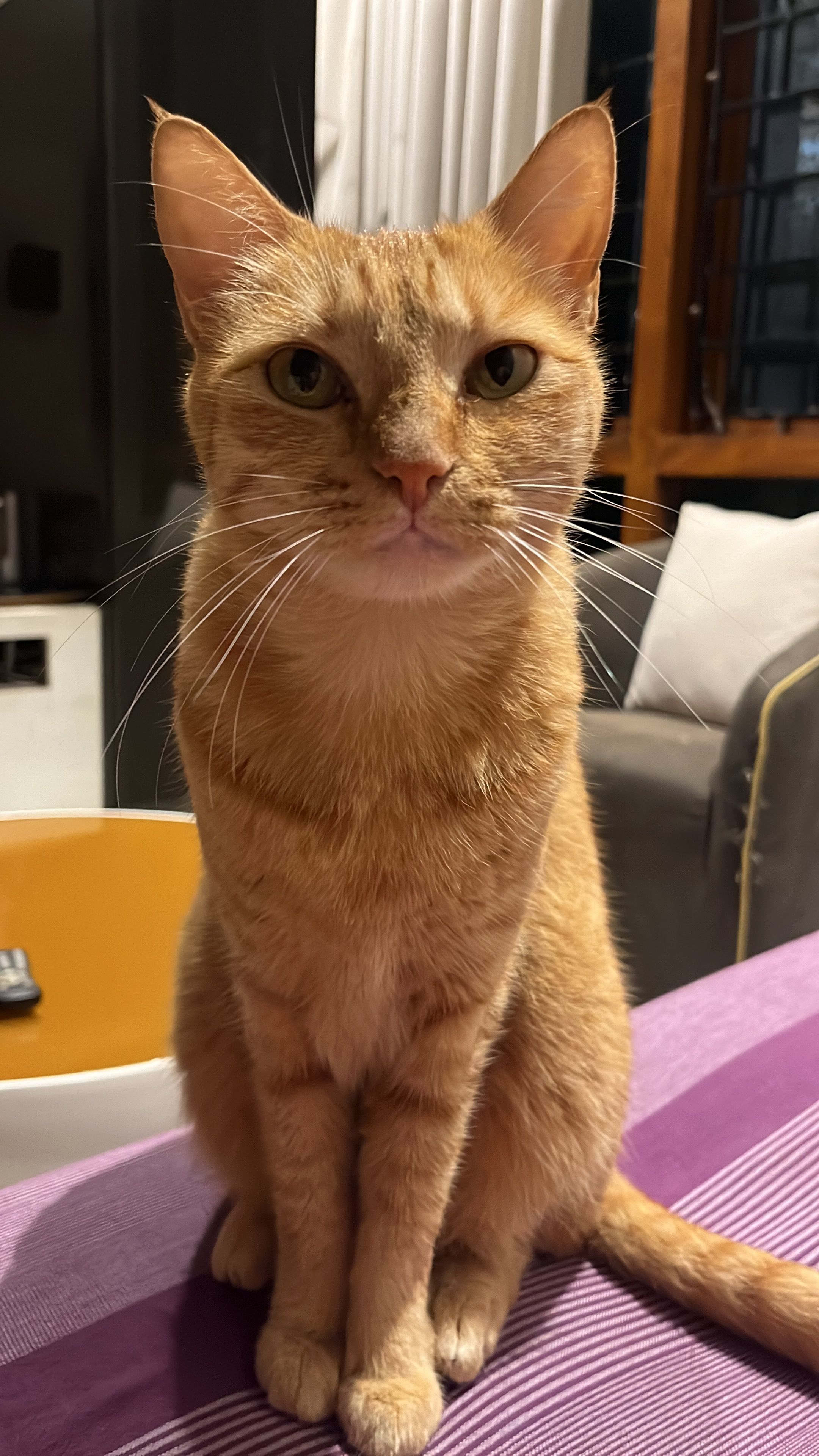 Poppy - Horamavu Main Road, Bengaluru