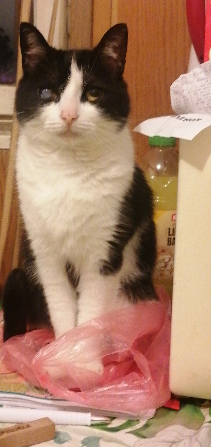 Missing Cat - Žutnička ulica 14, Zagreb