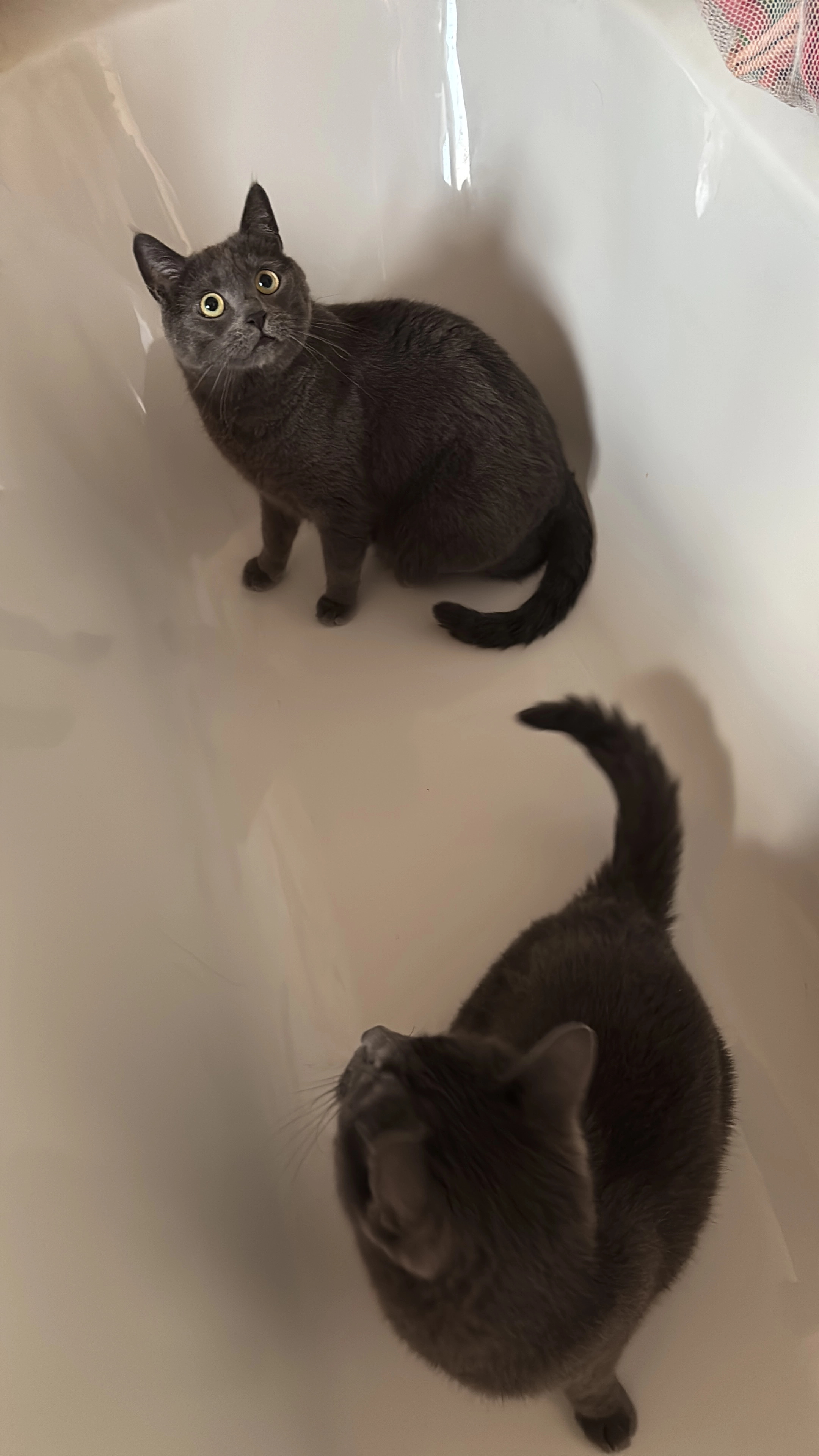 Simba - Pfarrer-Böhmer-Weg, Olching