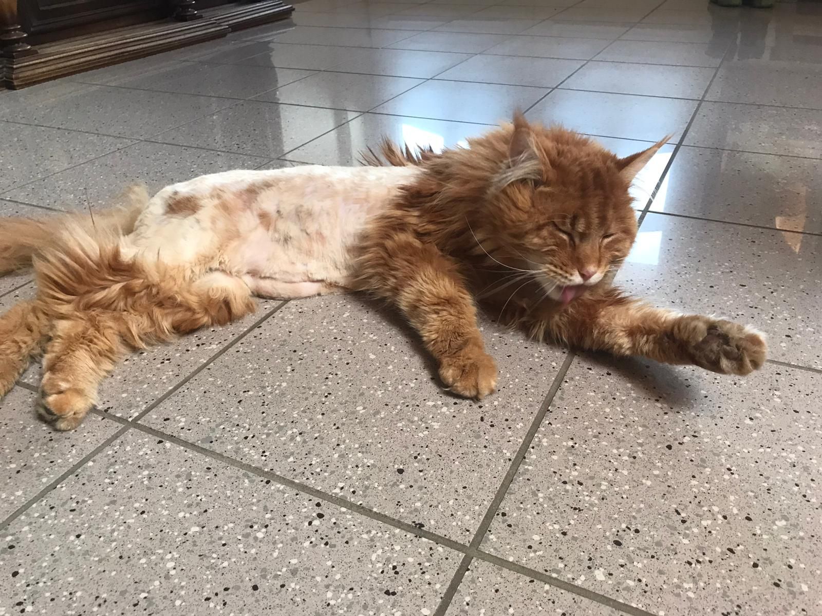 Ginger - Sattelweg, Bremerhaven