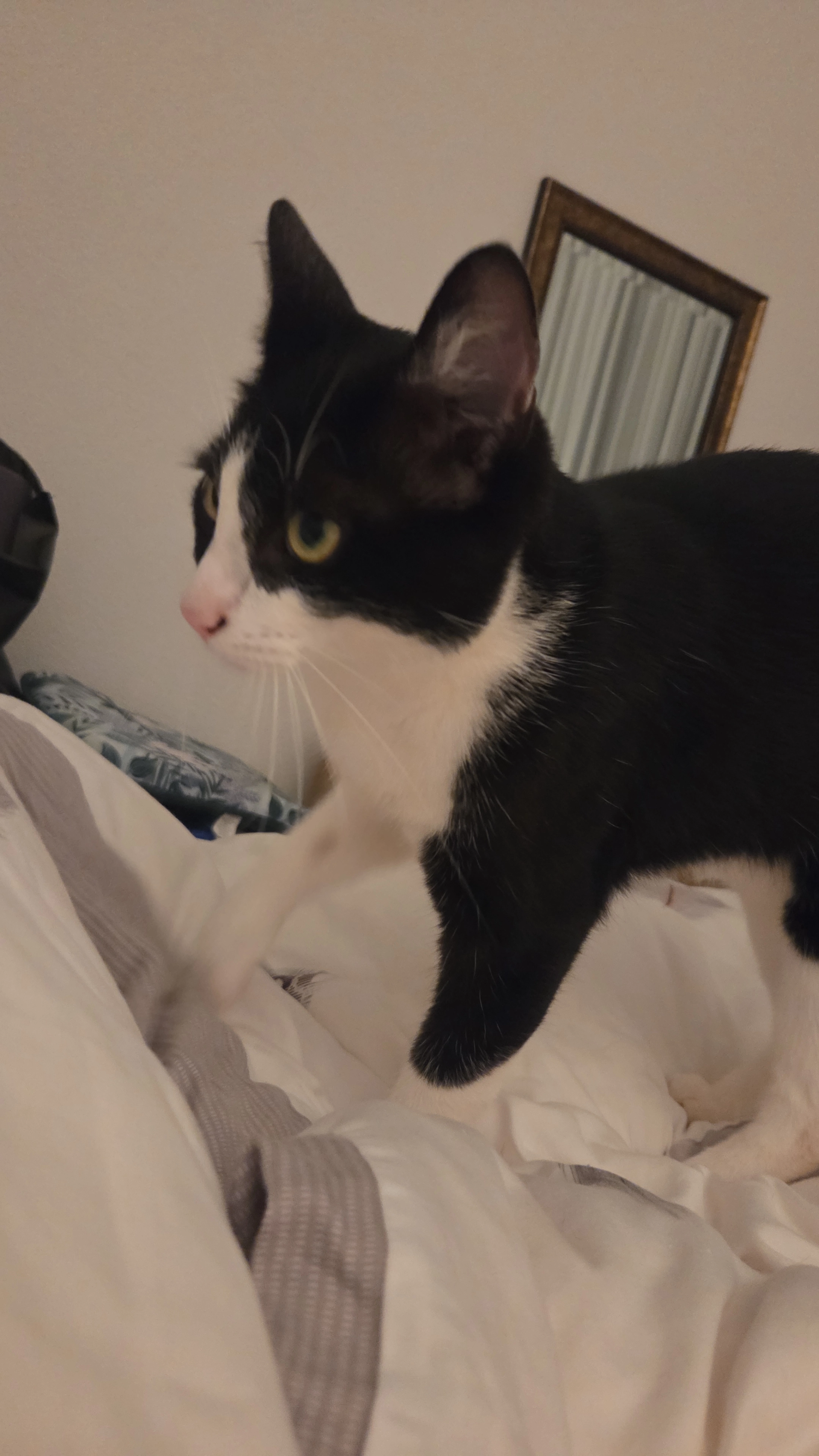 Loki - Kardinal-Wendel-Straße, Homburg