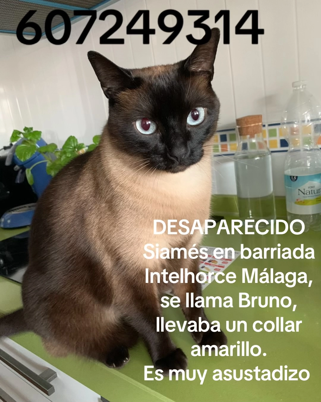 Bruno - Calle Irlanda 16, Málaga