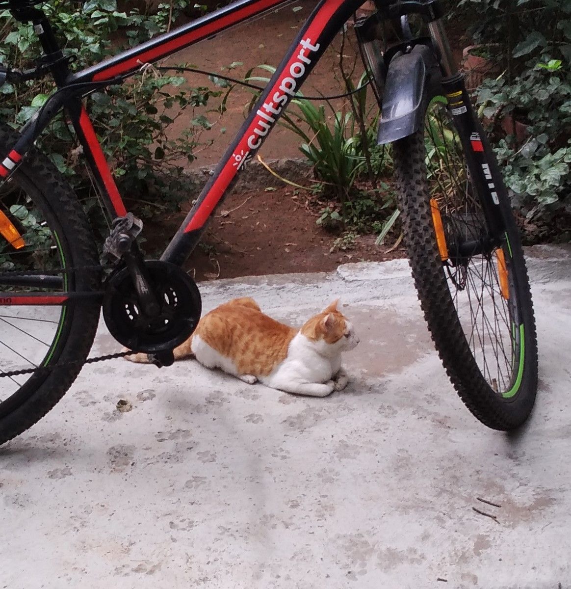 mitthu - 5th Radial Road, Duravani Nagar