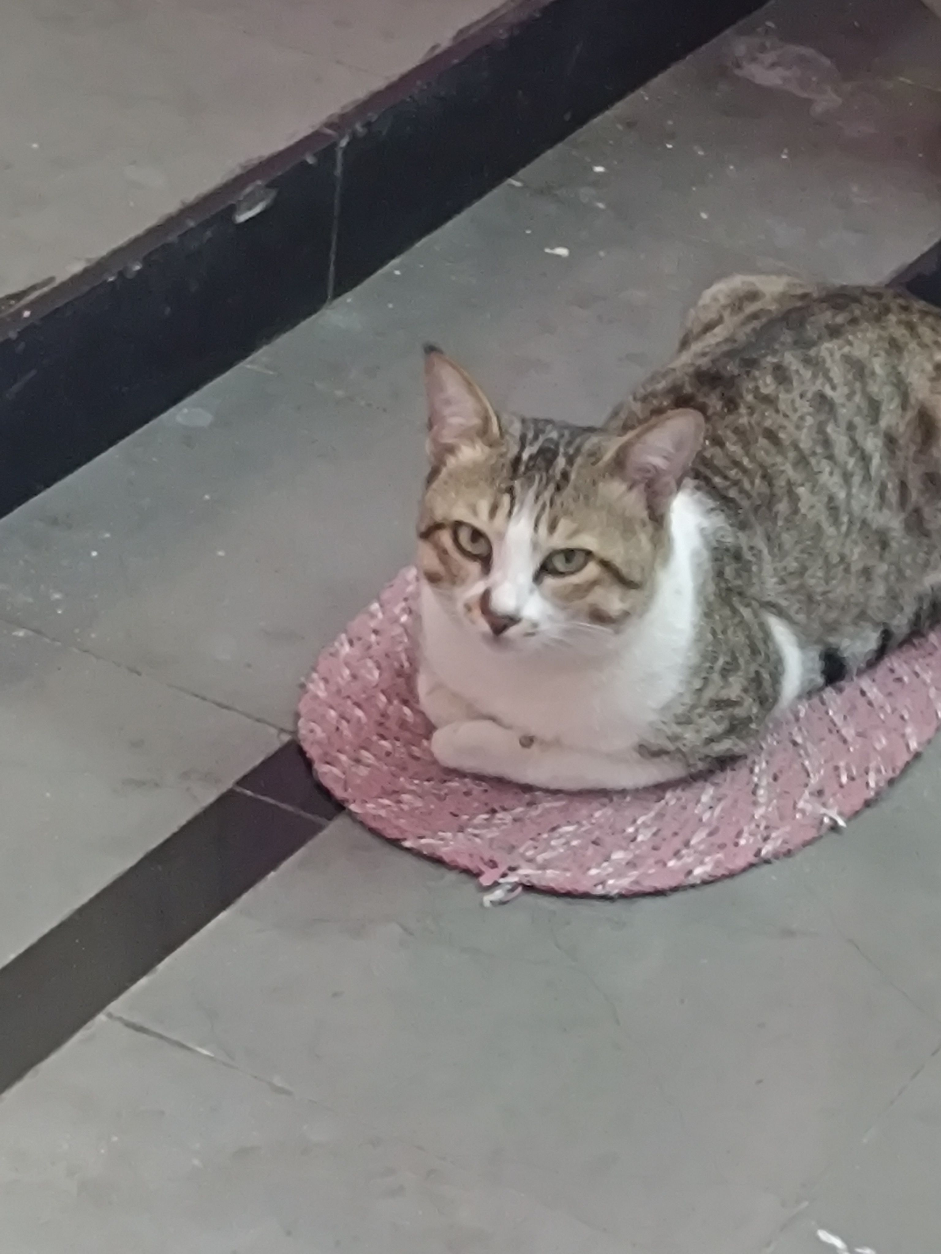 Thomas - Mayuri Marg, Begumpet