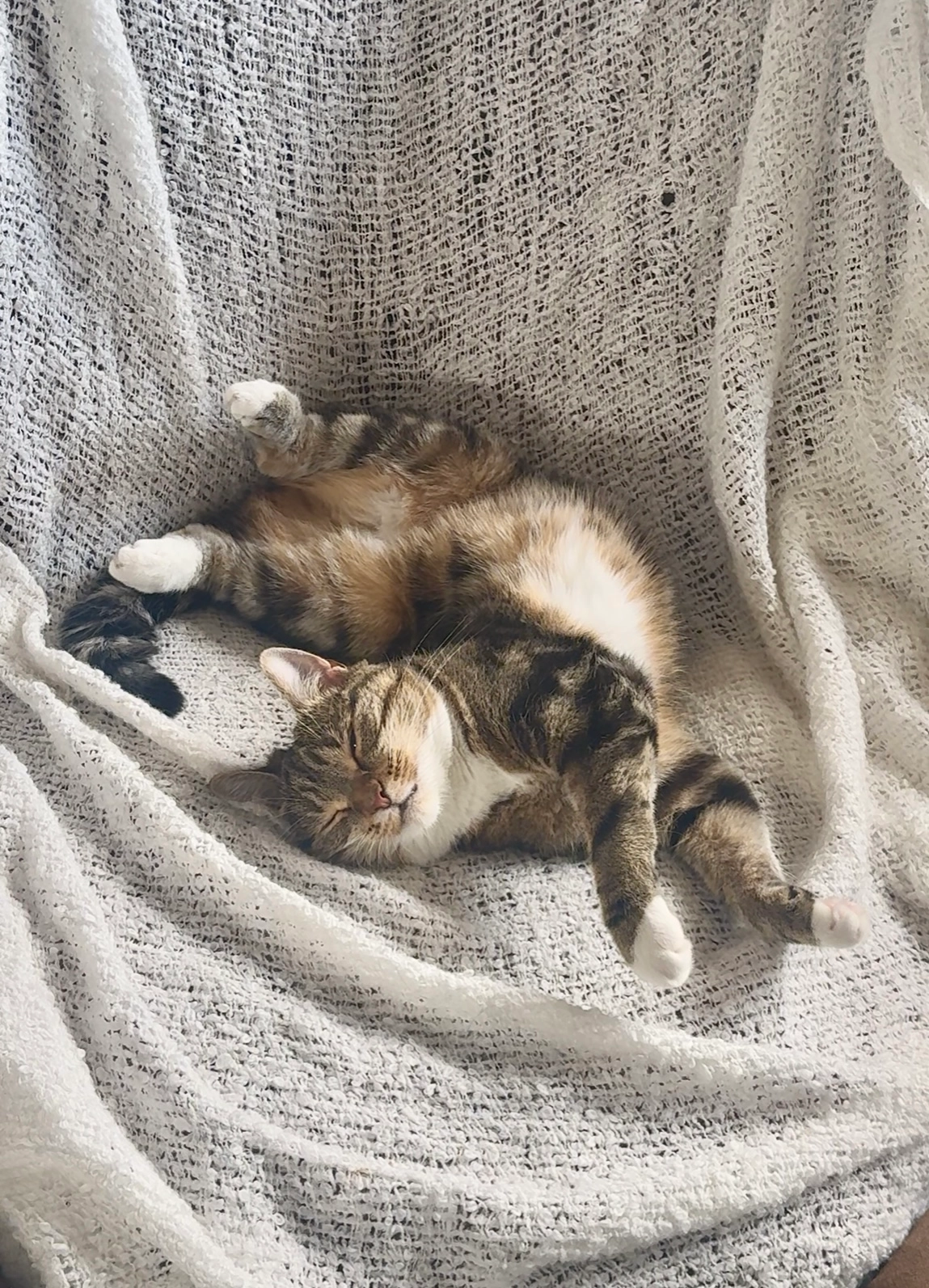 Eevee - Burnside Crescent, Skipton