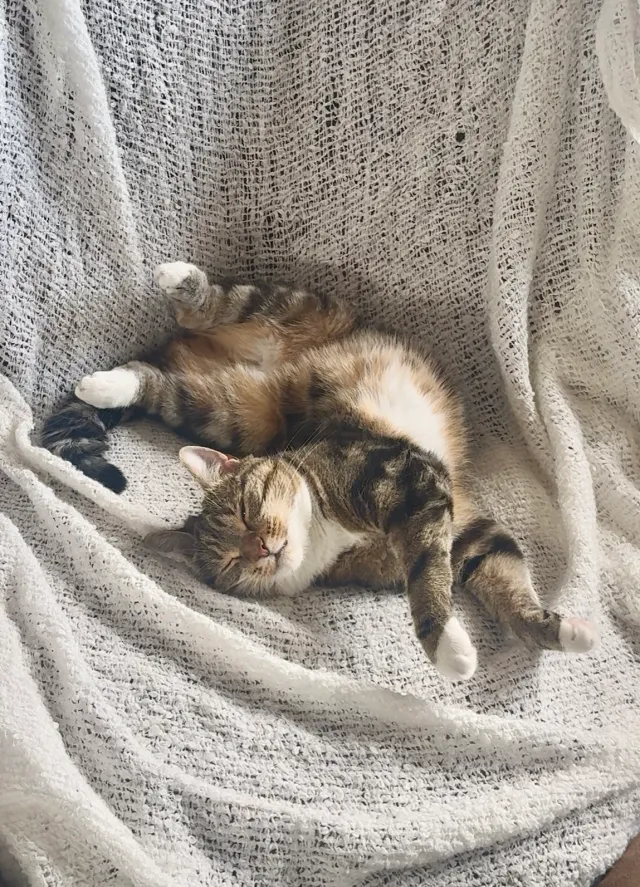 Eevee - Burnside Crescent, Skipton
