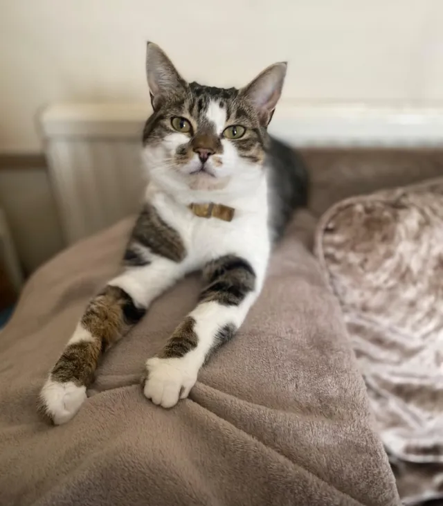 Dollie - Amersham Vale, London