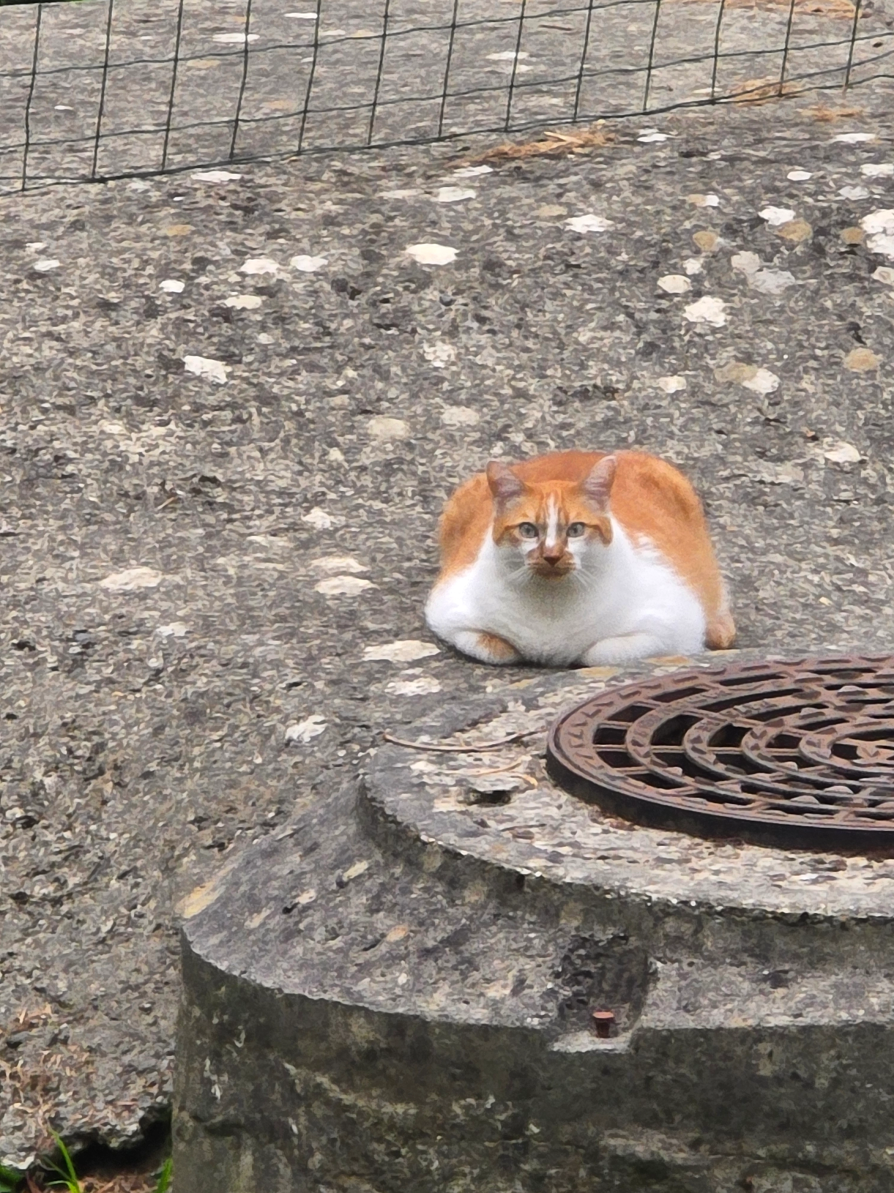 Pipoca - 8 Allée d'Osteys, Bayonne