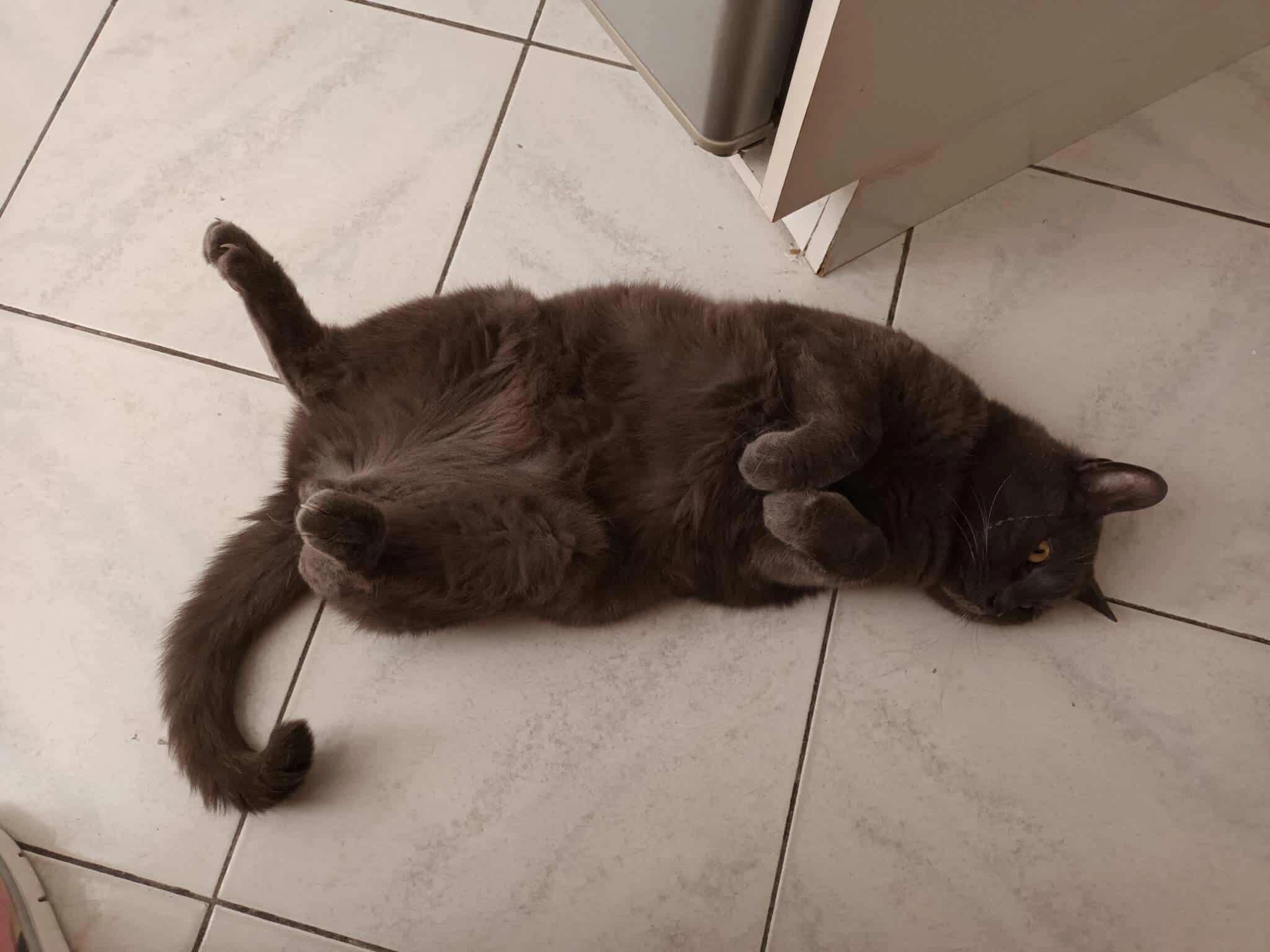 Bobby  - Résidence De La Falconnière, Francheville