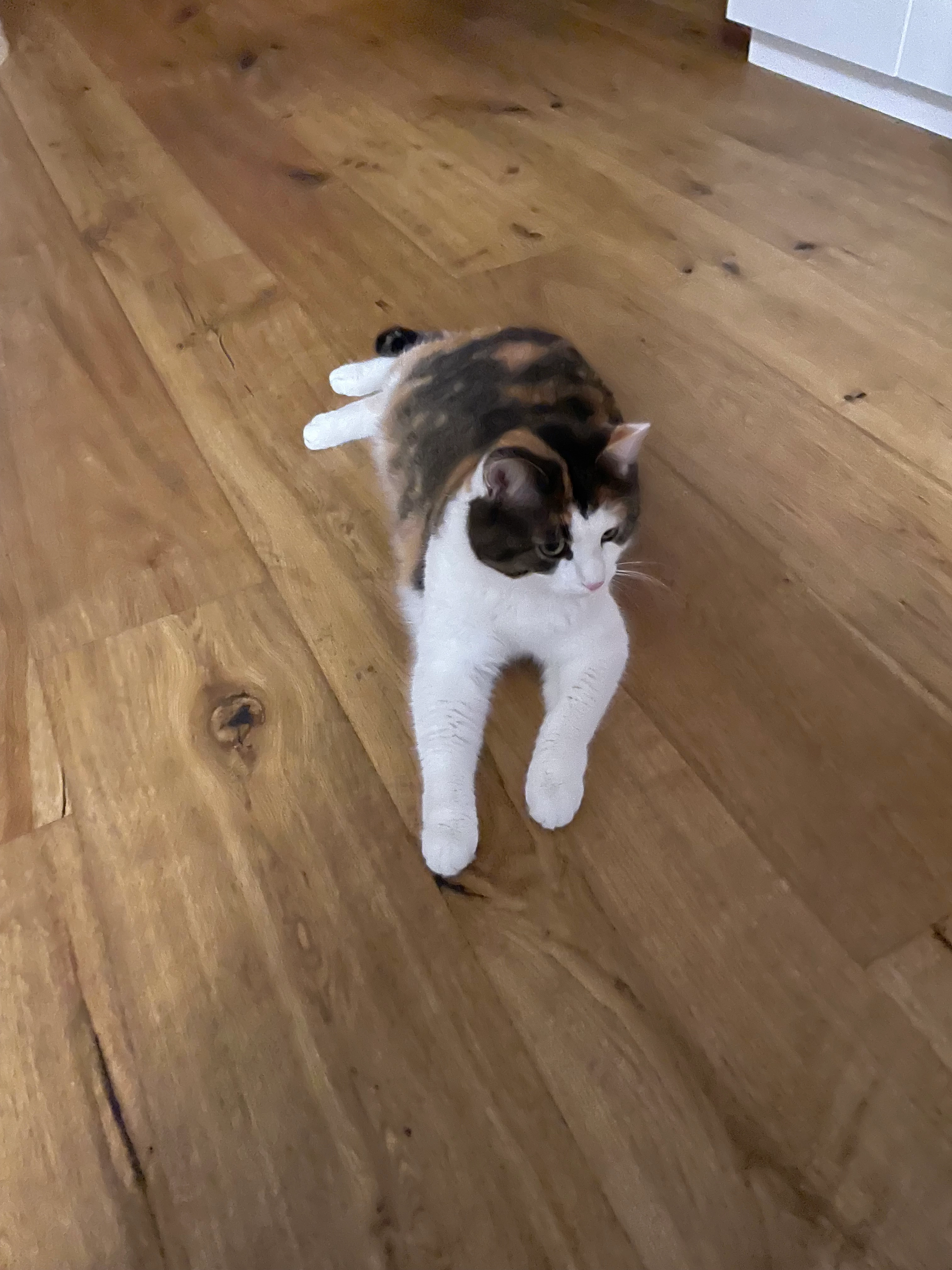 Lya - Solistrasse, Bülach