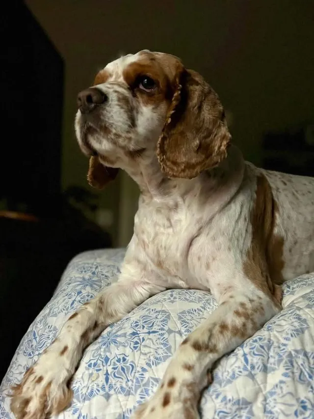 Charlie - Chadwell Dr, Madison