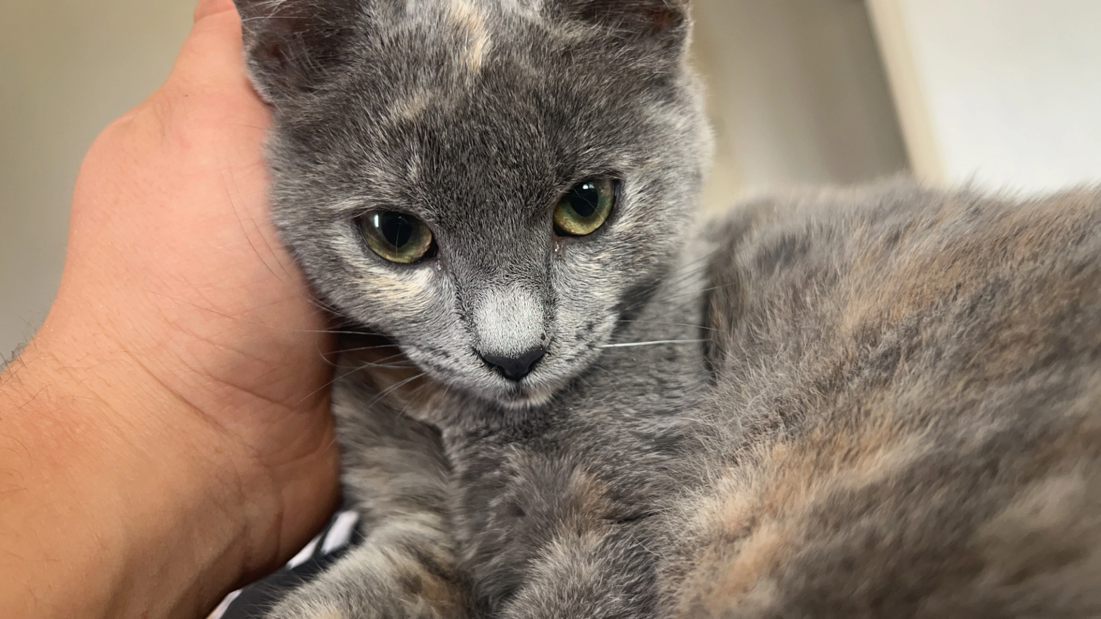 Boo - 1236 Chemin de Saint-Gervais, L'Isle-sur-la-Sorgue