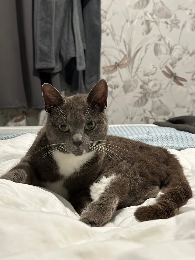 Smokey - Balmoral Drive, Willenhall