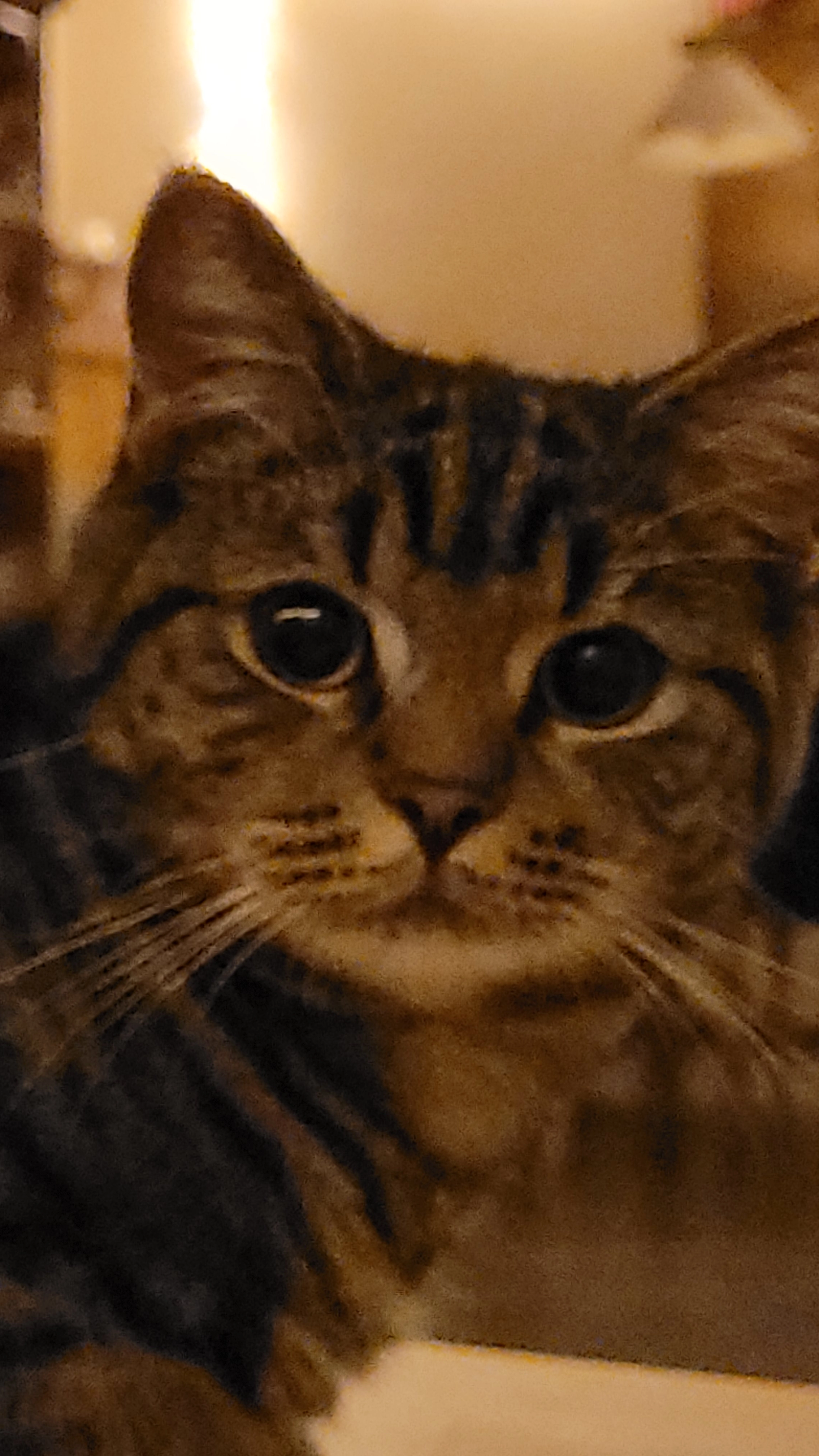 Sammy - Behatonstraße, Marnheim