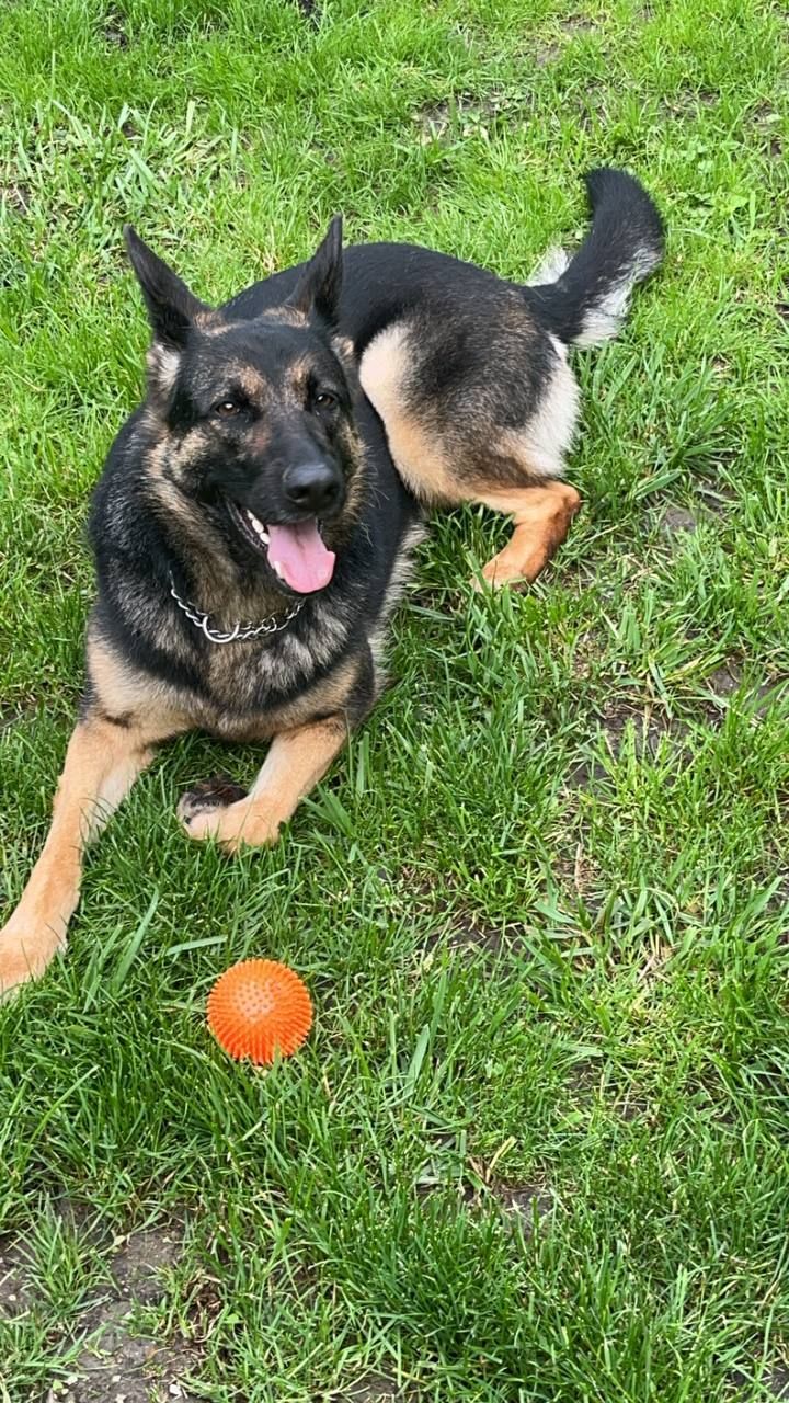 Ari - Maynologasse, Baden