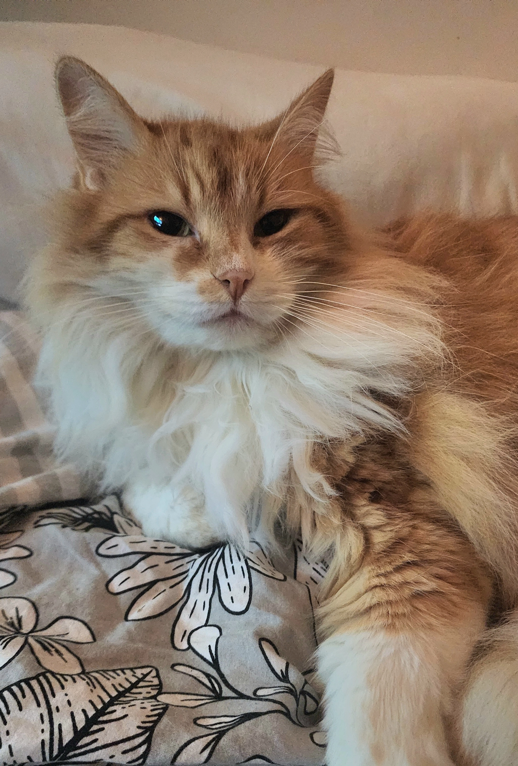 Elvis - 529 Avenue de l'Europe, Moissy-Cramayel