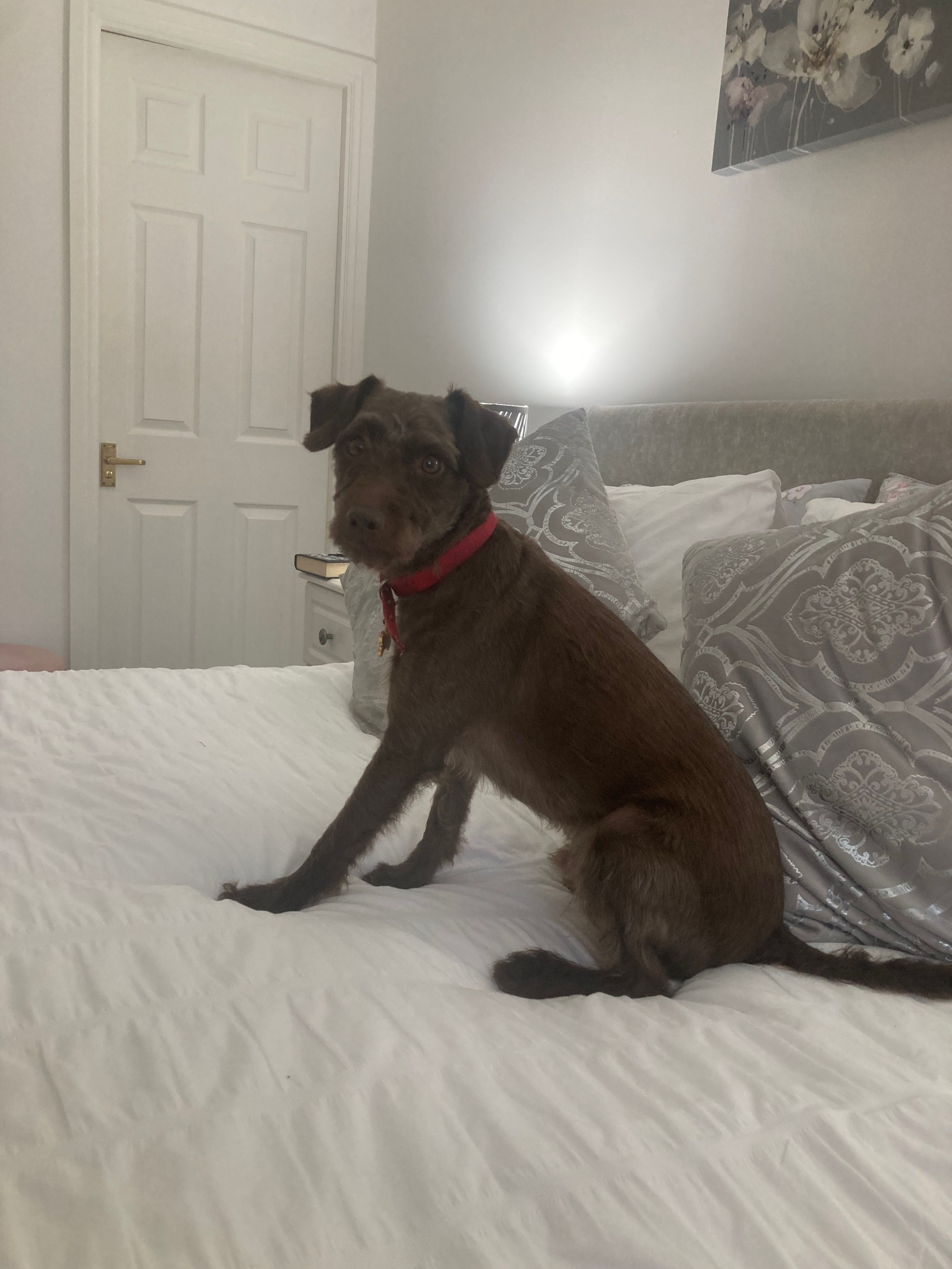 Frippy - Meyrick Park Crescent, Bournemouth