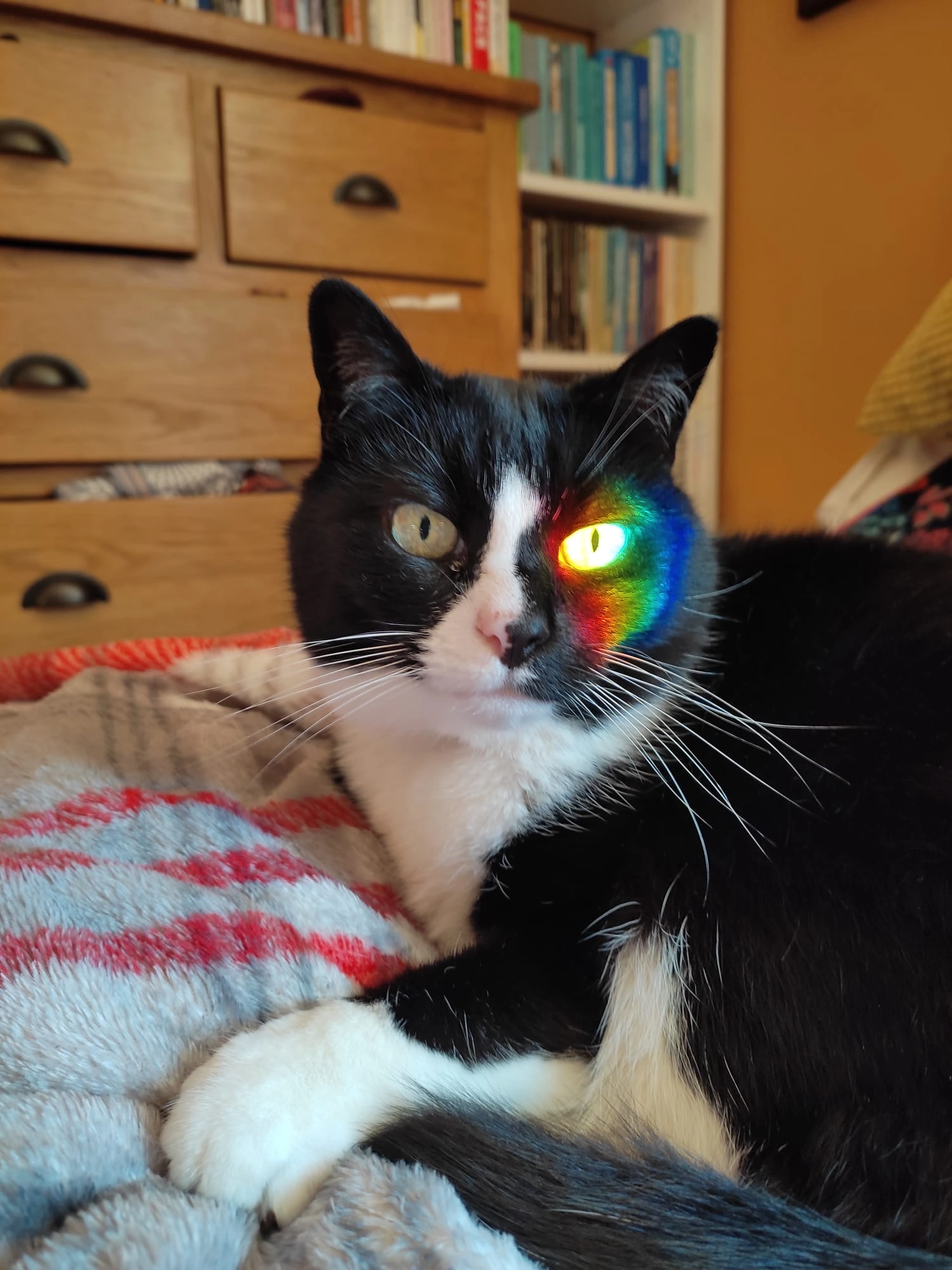 Bo - Newport Road, Cowes