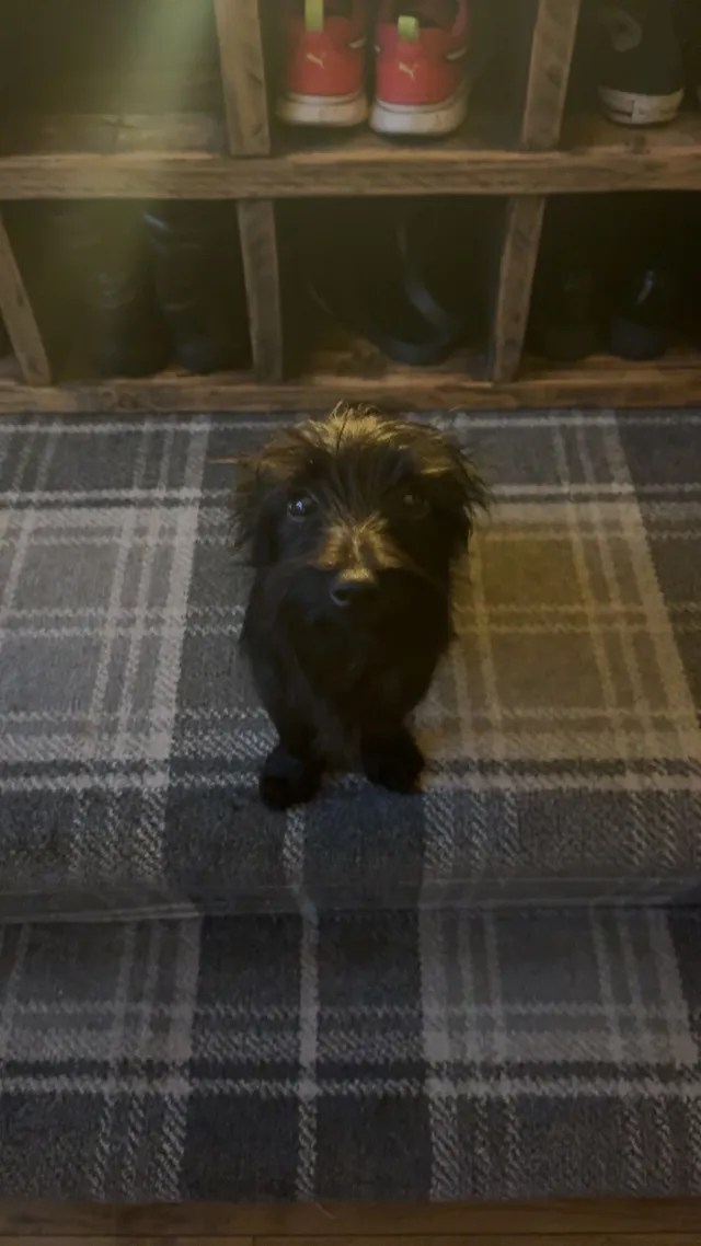 reggie - Orrell Road, Skelmersdale