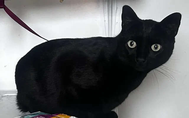 Pocket - North Fulton Street, Ojai